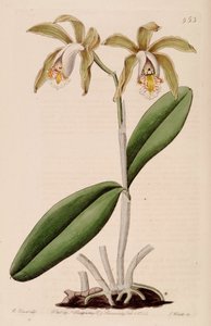 Ilustración de Cattleya forbesii de Jams  Watts